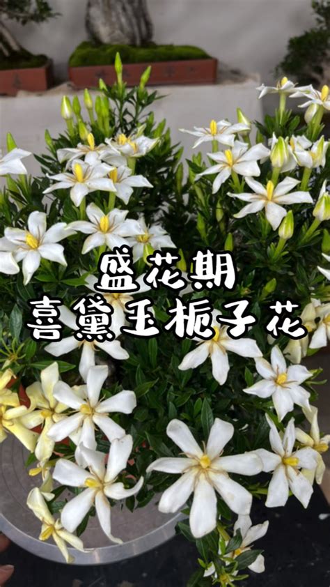 喜黛玉梔子花